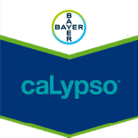 Calypso SC480